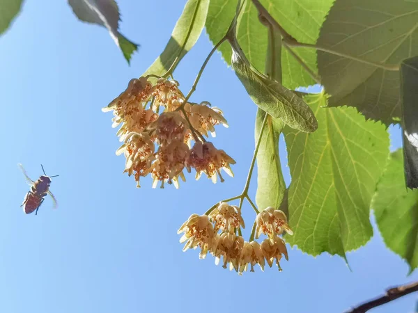 Lipa Tilia Europaea Kwiaty Liście Drzewie Sezonie Letnim Najlepiej Herbaty — Zdjęcie stockowe