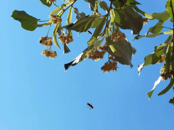 リンデンティリアヨーロッパの花や葉は夏に木の上に茶葉を作るのに最適な薬葉緑 — ストック写真