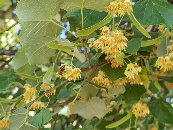 Linden Tilia Europaea Çiçekleri Yaprakları Yaz Mevsiminde Iyi Yeşil Çay — Stok fotoğraf