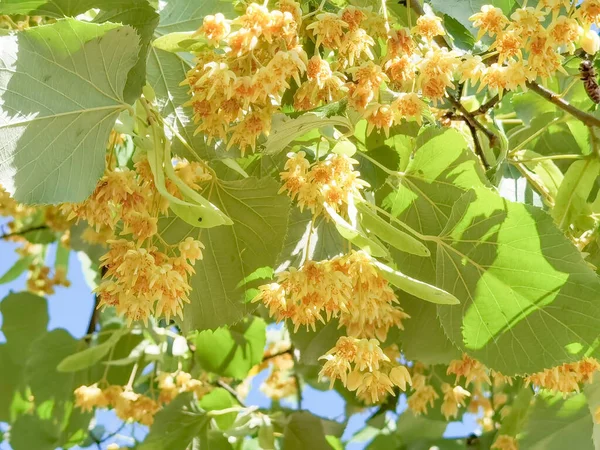 Linden Tilia Europaea Çiçekleri Yaprakları Yaz Mevsiminde Iyi Yeşil Çay — Stok fotoğraf