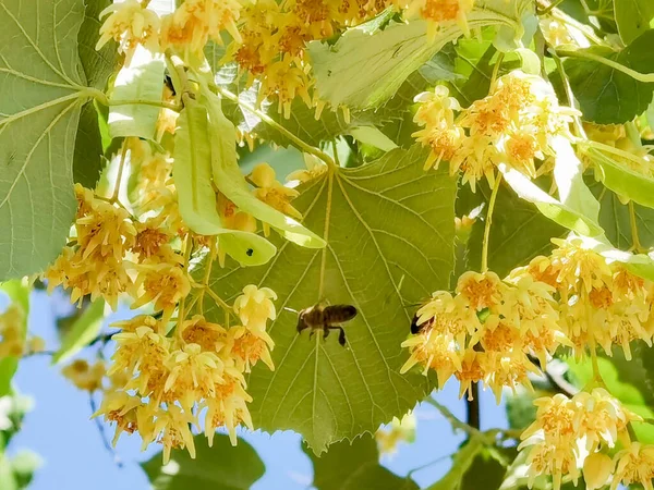 백반증 유럽의 여름철에 나무에 약초를 건강에 하는데 — 스톡 사진