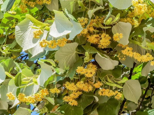 Linden Tilia Europaea Çiçekleri Yaprakları Yaz Mevsiminde Iyi Yeşil Çay — Stok fotoğraf