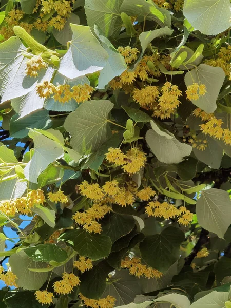 백반증 유럽의 여름철에 나무에 약초를 건강에 하는데 — 스톡 사진