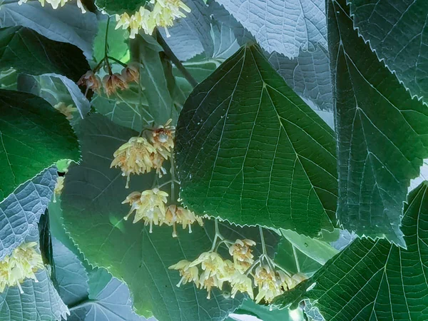 リンデンティリアヨーロッパの花や葉は夏に木の上に茶葉を作るのに最適な薬葉緑 — ストック写真