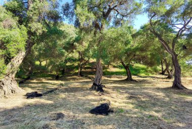 Zeytin ağaçları zeytin ağaçları orman güneşi zeytin tarımı arka planında