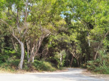 Mitikas plajı turizm beldesi deniz çam ağaçları yaz mevsiminde mükemmellik abidesinde.