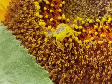 Polenli arı ayçiçeği detaylarında bal topluyor.