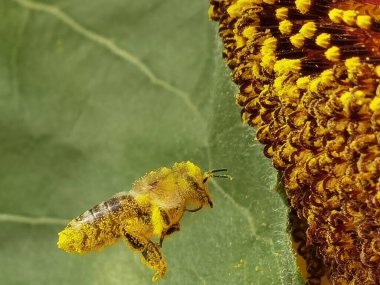 Polenli arı ayçiçeği detaylarında bal topluyor.