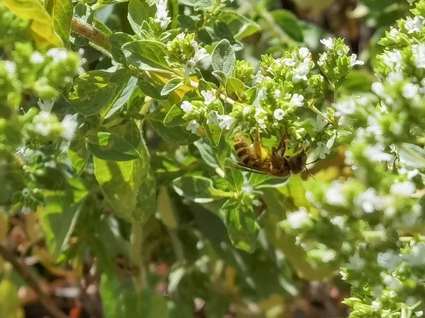 Орегано Зеленое Растение Белыми Цветами Пчелой Греческое — стоковое фото