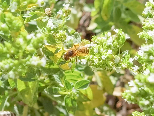 Planta Verde Orégano Con Flores Blancas Una Abeja Griego — Foto de Stock