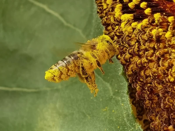 Včela Pylem Sbírat Med Slunečnice Detaily Zblízka — Stock fotografie