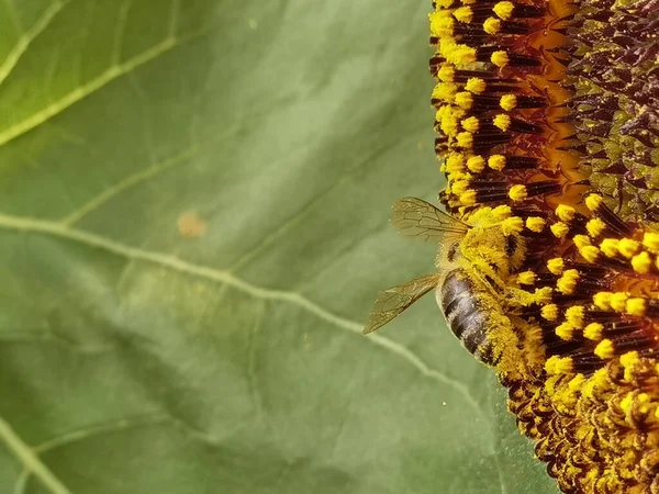 Biene Mit Pollen Die Honig Auf Sonnenblumendetails Sammelt — Stockfoto