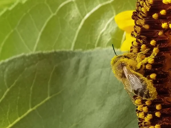 Lebah Dengan Serbuk Sari Mengumpulkan Madu Pada Detail Bunga Matahari — Stok Foto