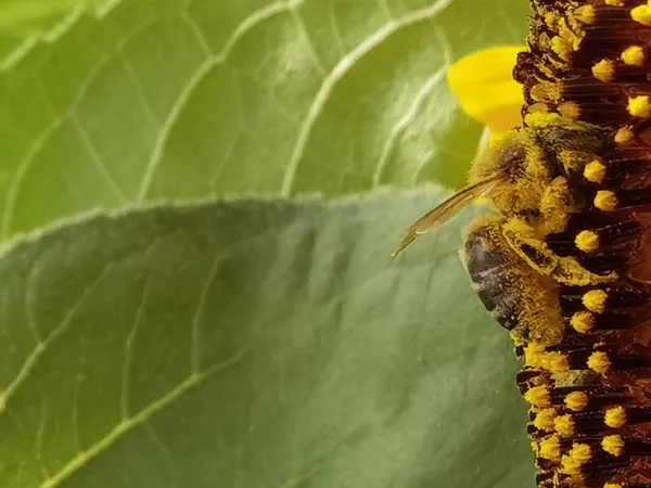 Včela Pylem Sbírat Med Slunečnice Detaily Zblízka — Stock fotografie