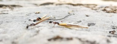 Karınca işçileri yuvalarına tohum taşır.