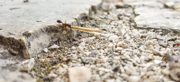 Mravenci Pracovníci Přenášejí Semena Svých Hnízd Strana Zavřít Pohled — Stock fotografie