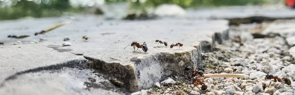 Fourmis Travailleurs Portent Des Semences Leurs Nids Vue Près — Photo