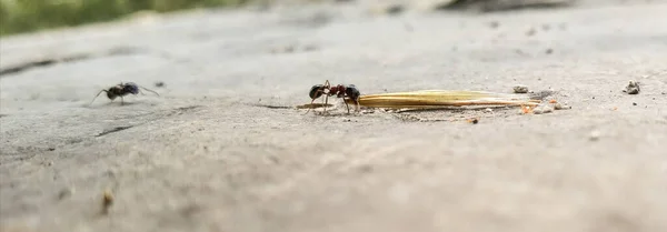 Mravenci Pracovníci Přenášejí Semena Svých Hnízd Strana Zavřít Pohled — Stock fotografie