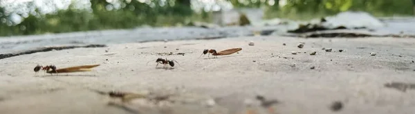 Fourmis Travailleurs Portent Des Semences Leurs Nids Vue Près — Photo