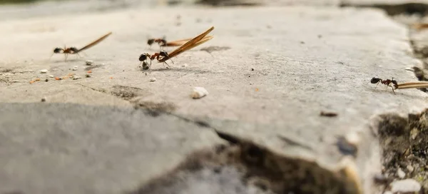 Fourmis Travailleurs Portent Des Semences Leurs Nids Vue Près — Photo