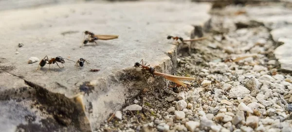 Hormigas Obreras Llevan Semilla Sus Nidos Cerca Ver — Foto de Stock