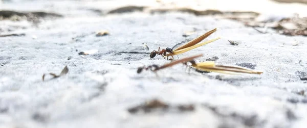 Ameisenarbeiter Tragen Saatgut Ihren Nestern Aus Nächster Nähe — Stockfoto
