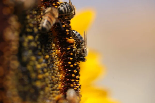 Bijen Pollen Honing Bloem Macro — Stockfoto