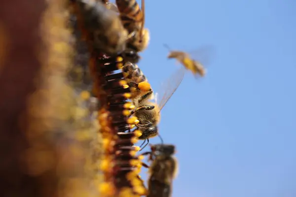 Včely Pyl Med Květina Makro — Stock fotografie