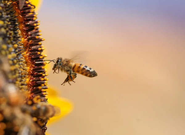 Pszczoły Pyłek Miód Kwiat Makro — Zdjęcie stockowe