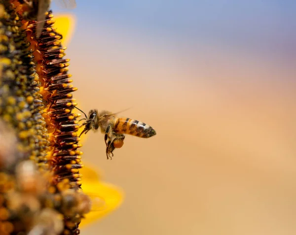 Ape Api Polline Miele Fiore Macro — Foto Stock