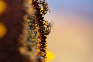 Arı arıları polen bal çiçeği makrosu
