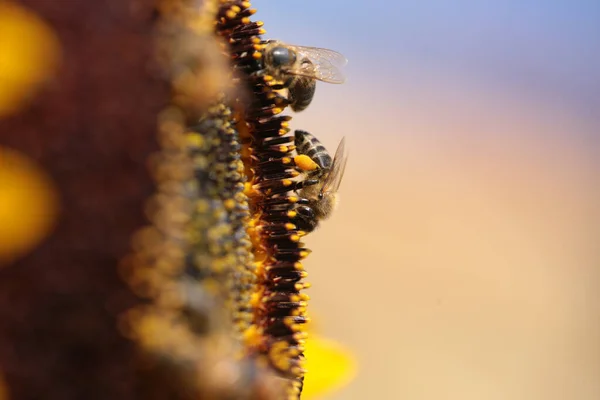 ミツバチ花粉蜂蜜花マクロ — ストック写真