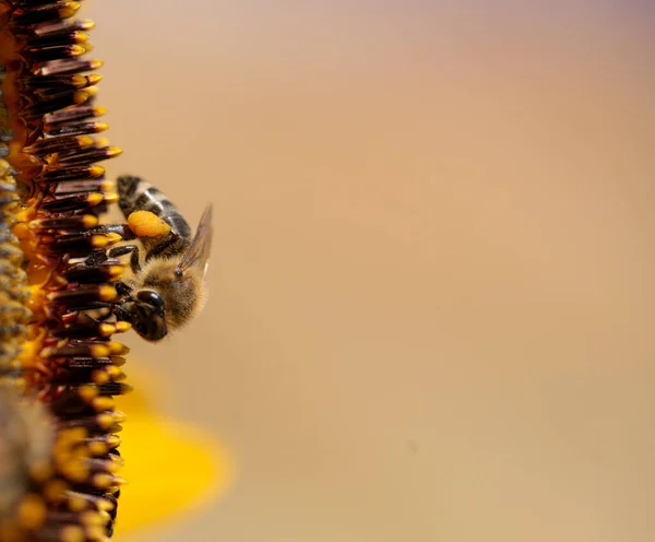 Bee Bees Pollen Honey Flower Macro — Stock Photo, Image