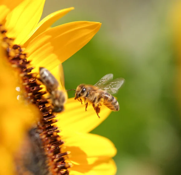 Méhek Pollen Méz Virág Makro — Stock Fotó