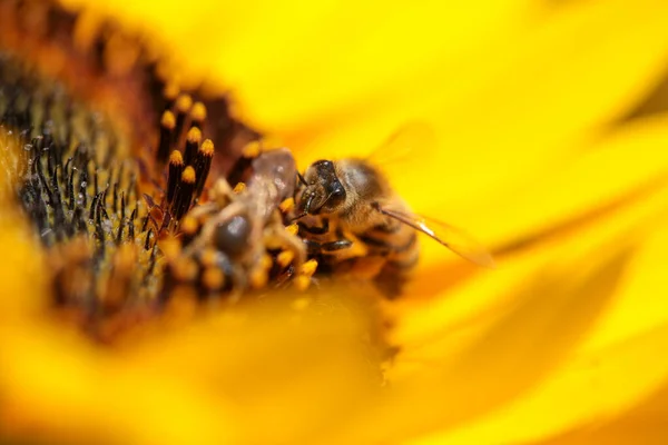Bee Bees Pollen Honey Flower Macro — Stock Photo, Image