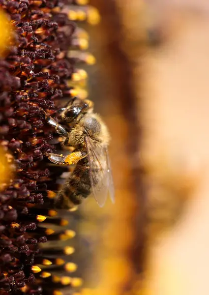 Бджолині Бджоли Пилок Мед Квітка Макро — стокове фото