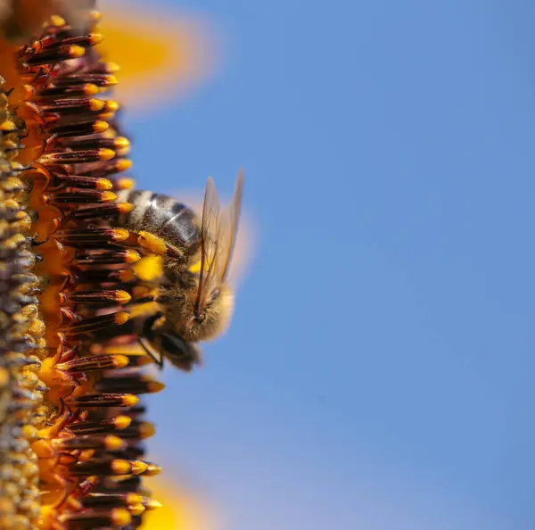 Méhek Pollen Méz Virág Makro — Stock Fotó