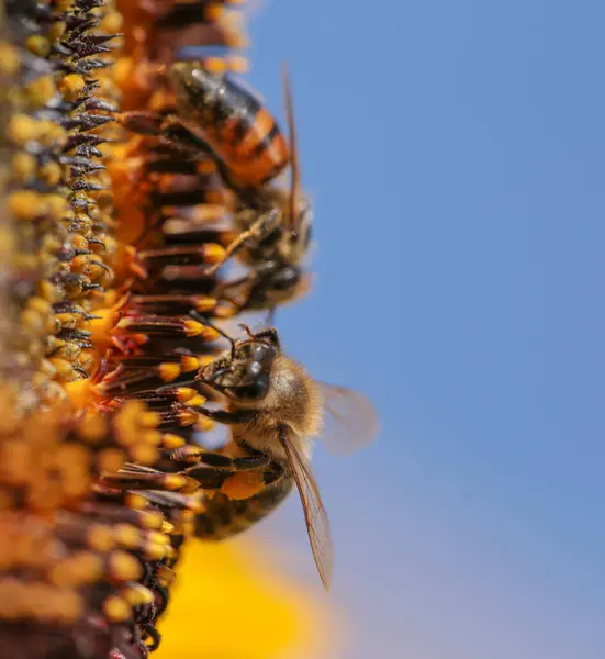 Méhek Pollen Méz Virág Makro — Stock Fotó