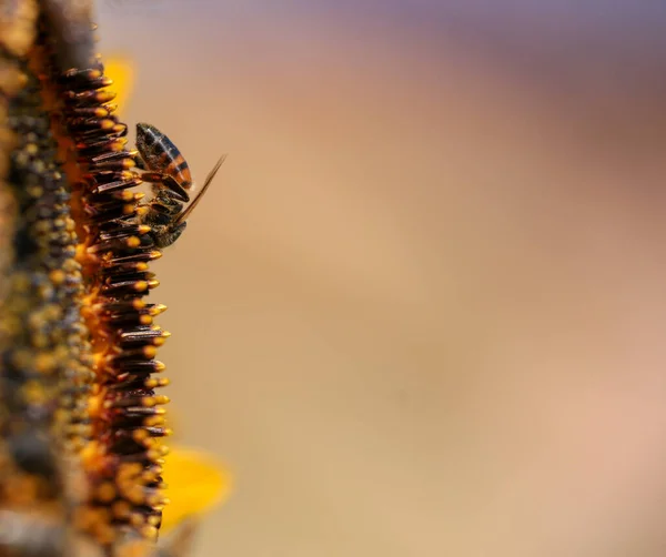 Bienen Pollen Honig Blüten Makro — Stockfoto