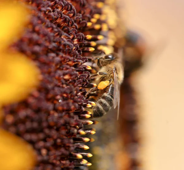 Bienen Pollen Honig Blüten Makro — Stockfoto