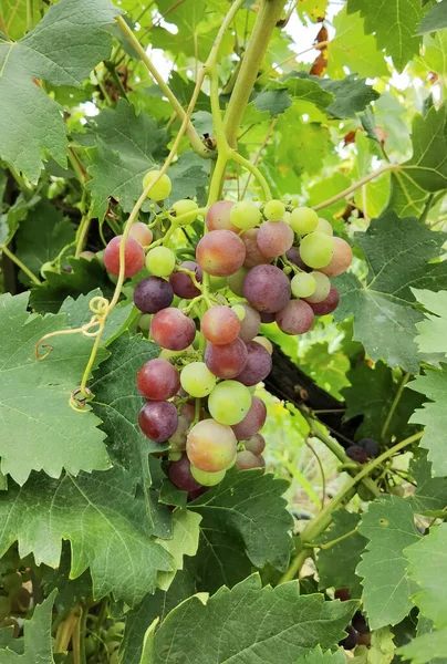 Виноград Червоний Зелений Влітку Зеленій Лозі — стокове фото
