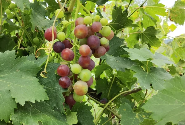Grapes Red Green Summer Green Vine — Stockfoto