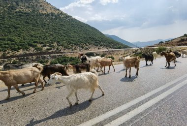Keçi sürüsü Arta Yunanistan 'da yolda yürüyor.