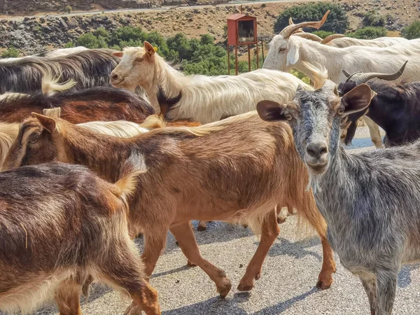 Keçi sürüsü Arta Yunanistan 'da yolda yürüyor.