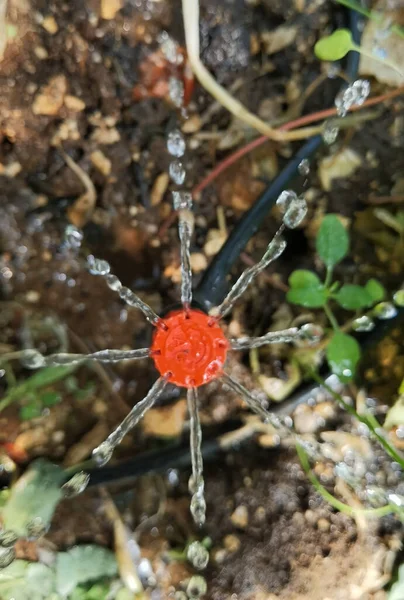 Arrosage Artificiel Avec Des Gouttes Eau Sur Sol — Photo