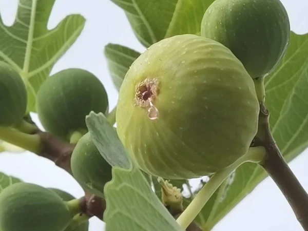 Figue Mûre Avec Miel Sur Arbre Aux Feuilles Vertes Automne — Photo