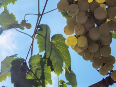 Eylül 'de bir üzüm bağında üzümler olgunlaşmış taze üzümler Arta Yunanistan' da yeşil yapraklarla