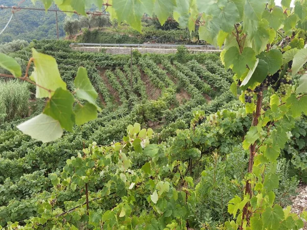 Trauben Einem Weinberg September Herbst Mit Reifen Frischen Trauben Grüne — Stockfoto