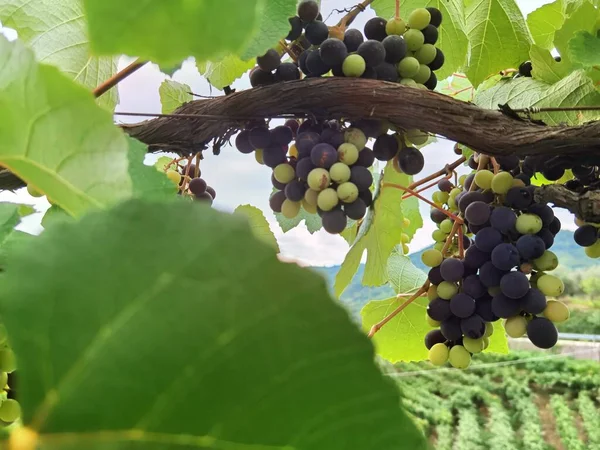 Raisins Dans Vignoble Septembre Automne Avec Des Raisins Frais Mûrs — Photo