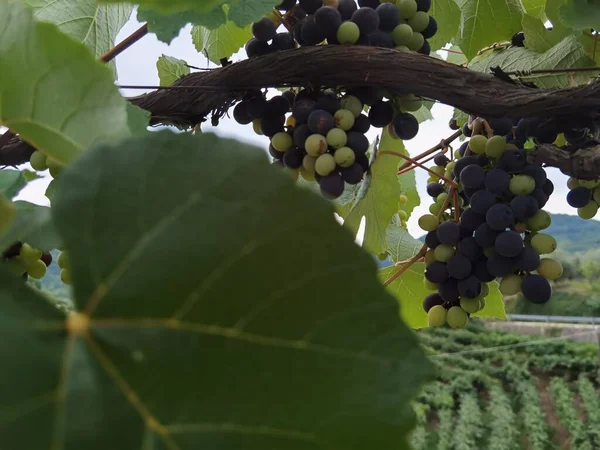 Uva Vigneto Settembre Autunno Con Uve Fresche Mature Foglie Verdi — Foto Stock